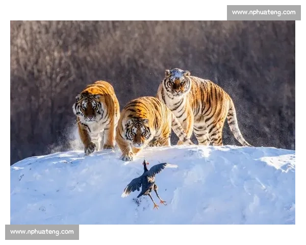保护东北虎栖息地，推动生态恢复与生物多样性保护的紧迫性与行动路径